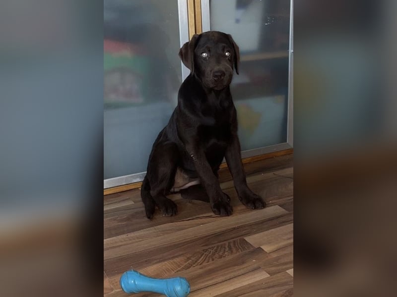 Labrador Hündin