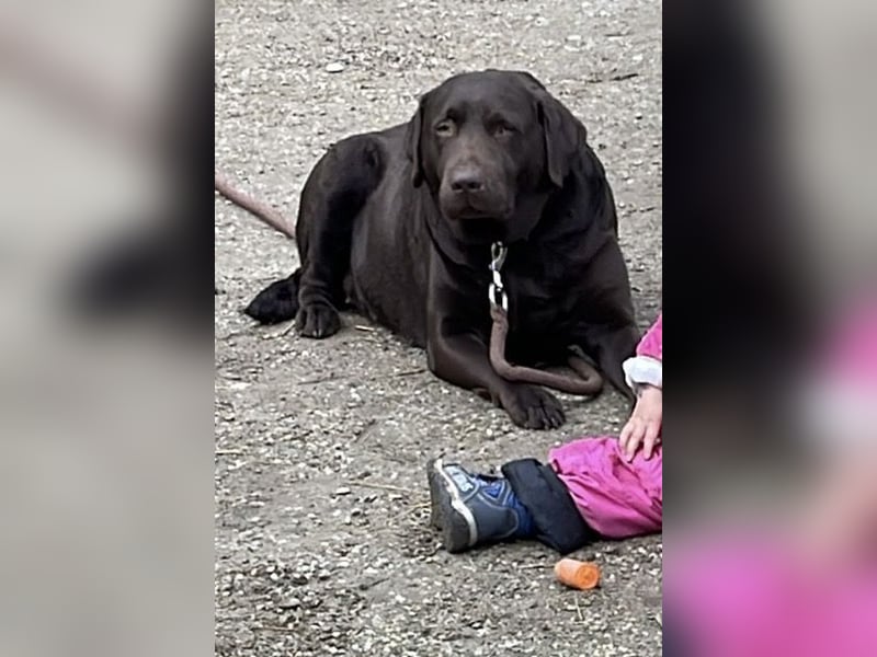 Labrador Hündin