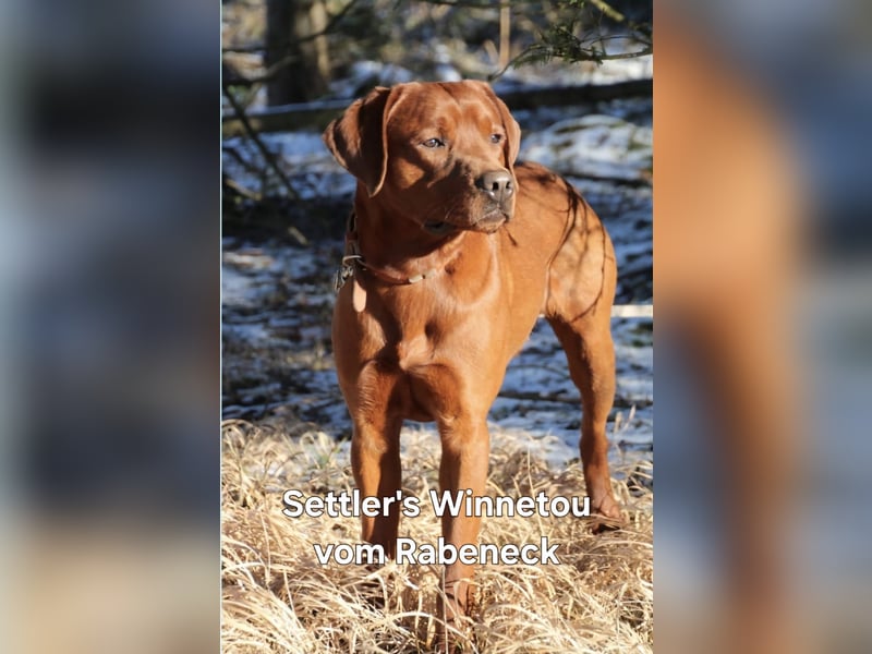 Wurfankündigung Labrador-Welpen mit Ahnentafel