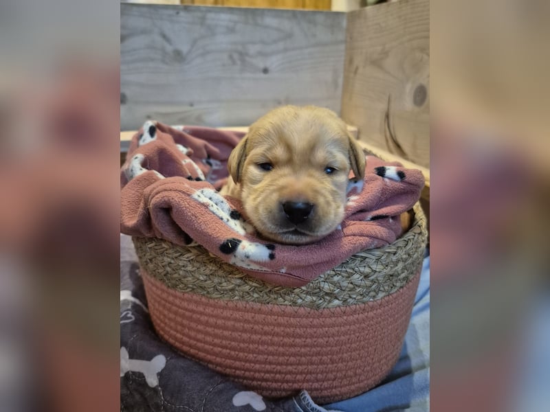 Reinrassige Labrador-Welpen mit Ahnentafel