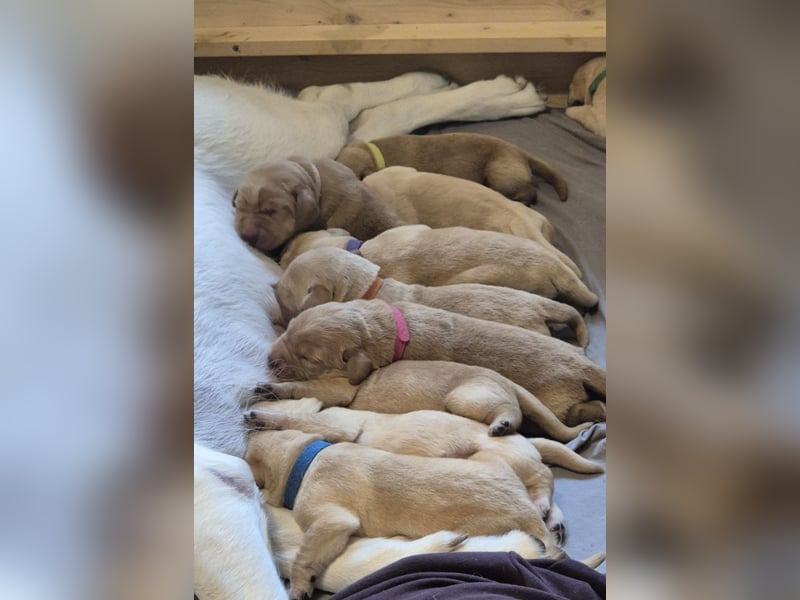 Reinrassige Labrador-Welpen mit Ahnentafel