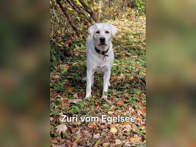 Reinrassige Labrador-Welpen mit Ahnentafel