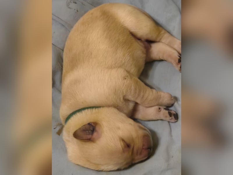 Reinrassige Labrador-Welpen mit Ahnentafel