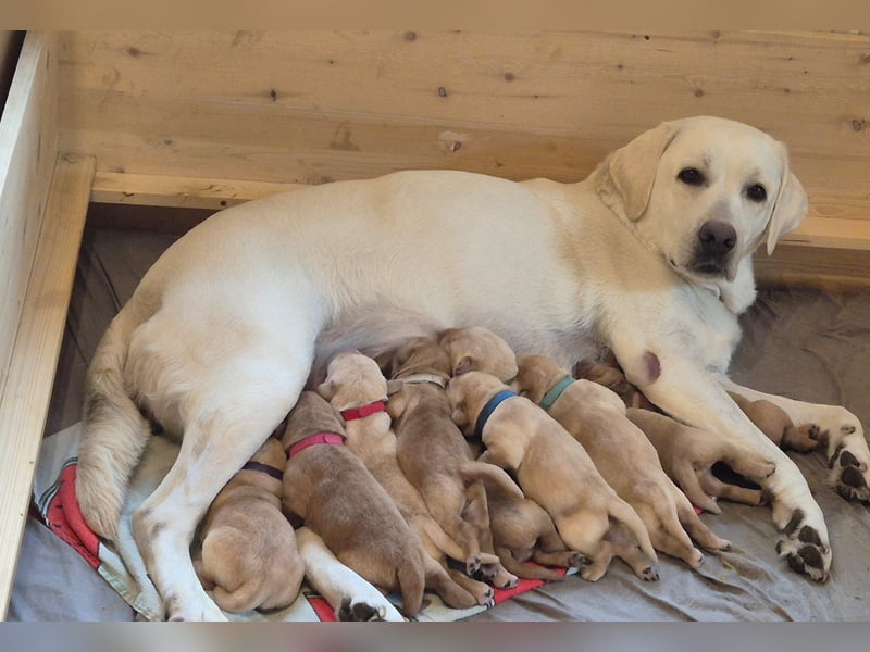 Reinrassige Labrador-Welpen mit Ahnentafel