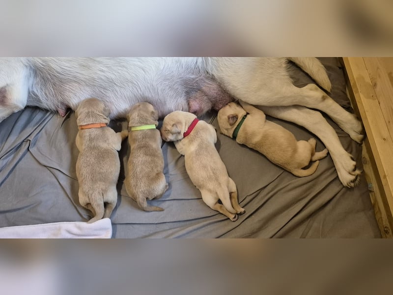 Reinrassige Labrador-Welpen mit Ahnentafel