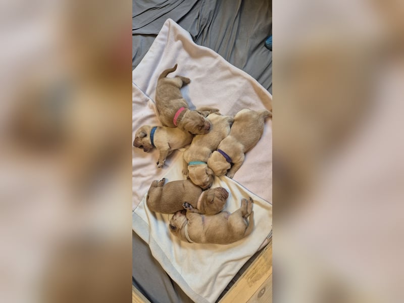 Reinrassige Labrador-Welpen mit Ahnentafel