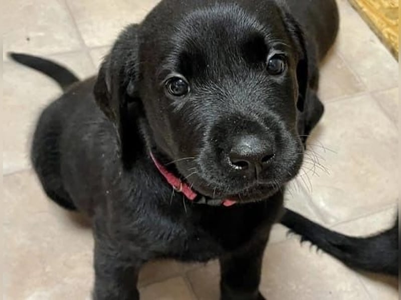 Labrador Retriever    Hündin – geimpft, entwurmt, gechipt, mit EU-Heimtierausweis