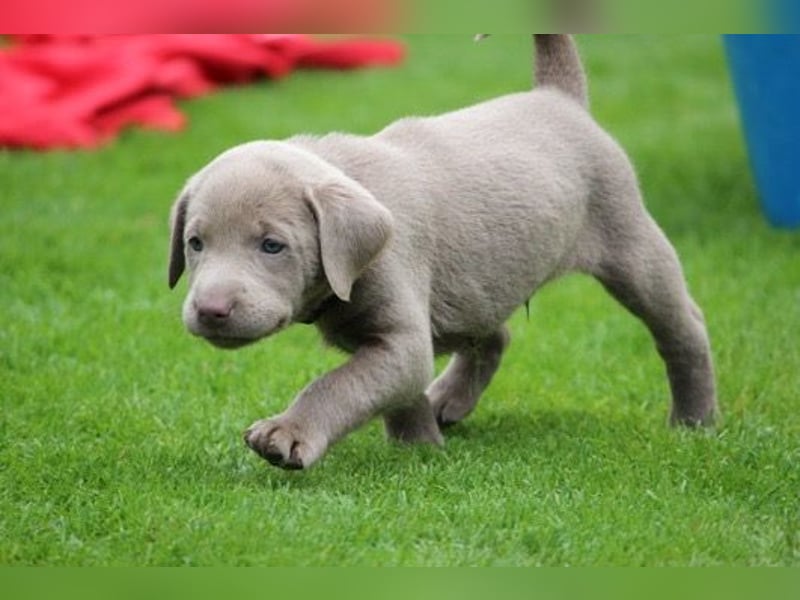 Labrador Retriever    Hündin – geimpft, entwurmt, gechipt, mit EU-Heimtierausweis