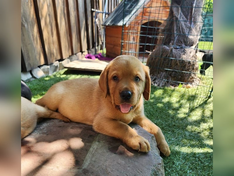 Zuckersüße Labrador Welpen schwarz und foxred mit Ahnentafel und EU Impfbuch