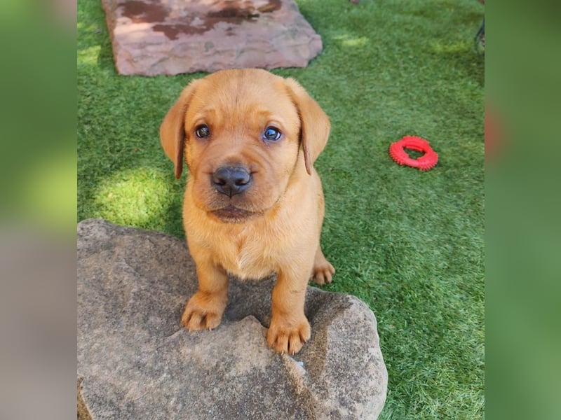 Zuckersüße Labrador Welpen schwarz und foxred mit Ahnentafel und EU Impfbuch