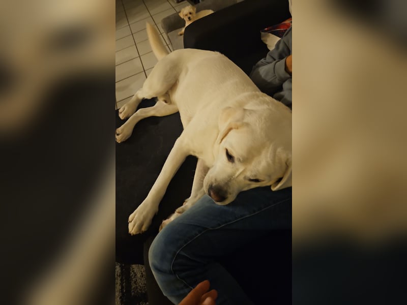 Weißer Labrador Retriver