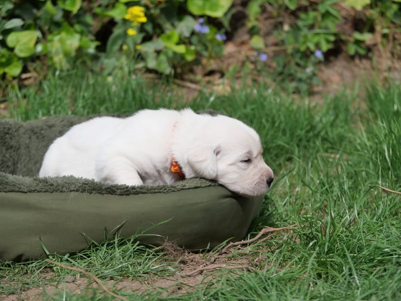 Labrador Retriever vom Waldgarten Frau Orange