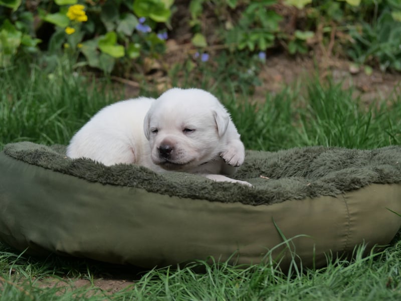 Labrador Retriever vom Waldgarten Herr Dunkelrot