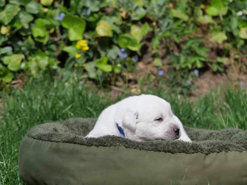 Labrador Retriever vom Waldgarten Herr Dunkelblau