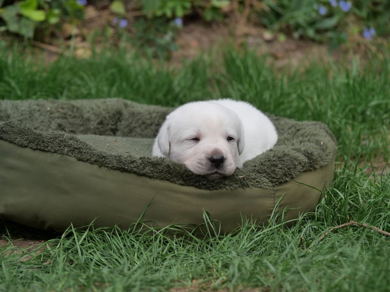 Labrador Retriever vom Waldgarten Herr Grau