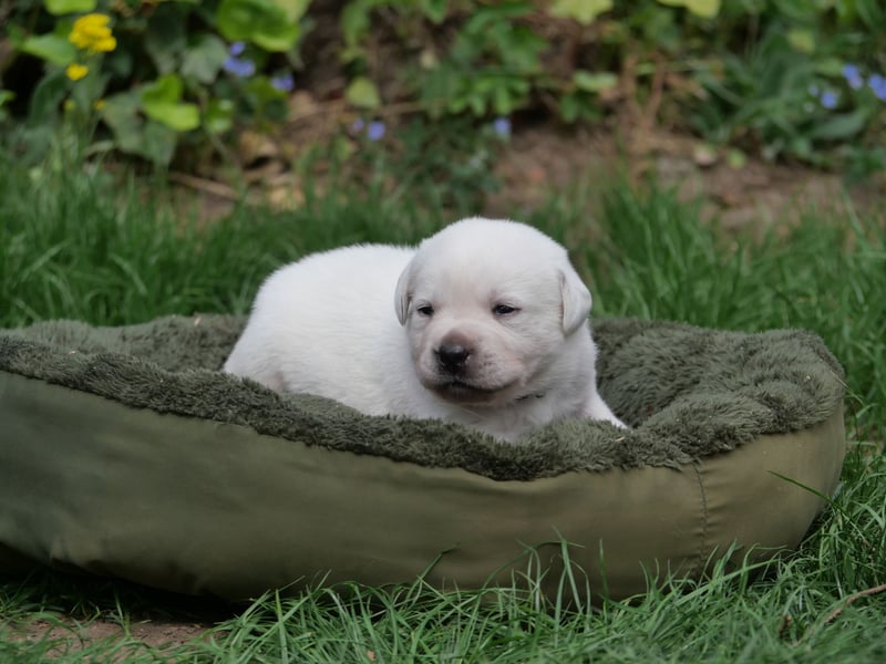 Labrador Retriever vom Waldgarten Herr Dunkelrot