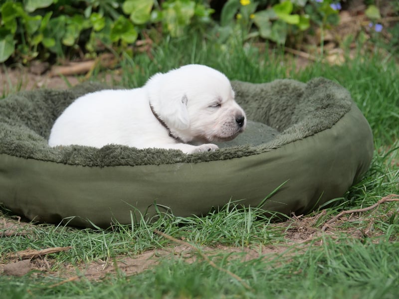 Labrador Retriever vom Waldgarten Frau Braun