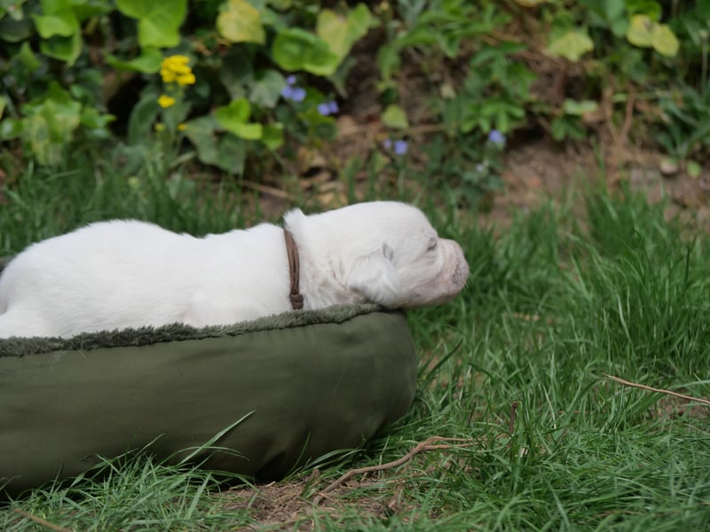Labrador Retriever vom Waldgarten Frau Braun