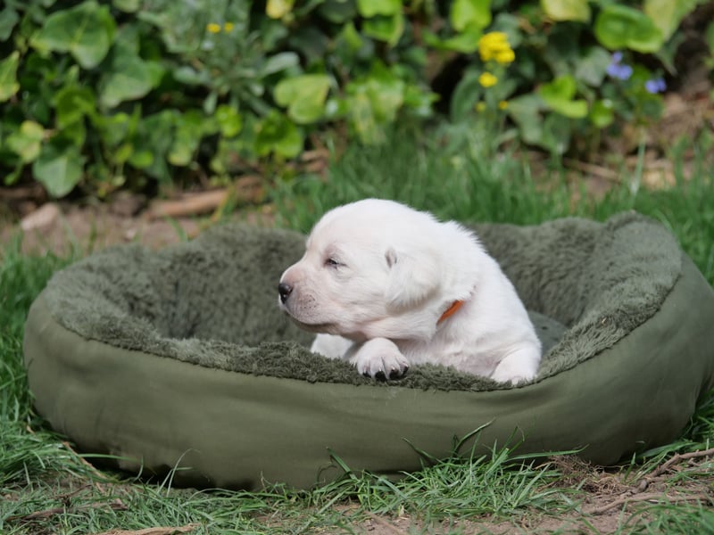 Labrador Retriever vom Waldgarten Frau Orange