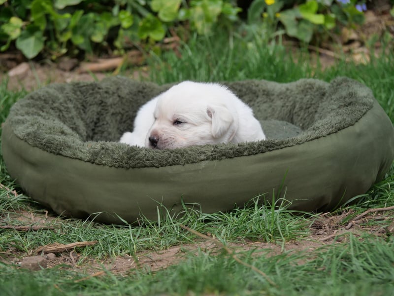 Labrador Retriever vom Waldgarten Frau Weiß