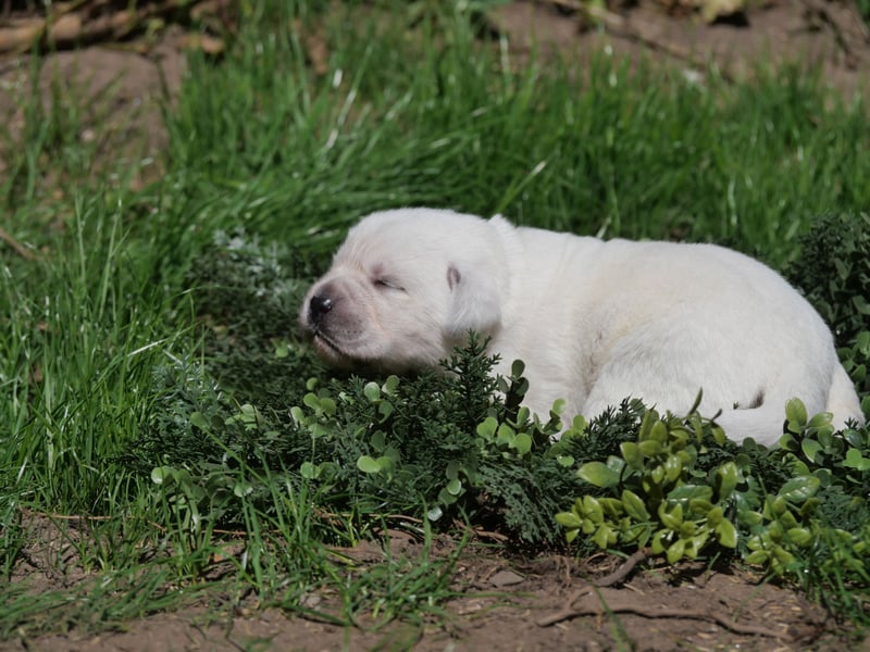 Labrador Retriever vom Waldgarten Frau Braun