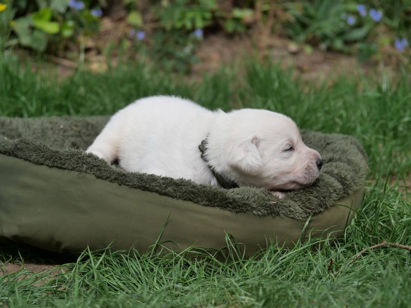 Labrador Retriever vom Waldgarten Herr Armeegrün