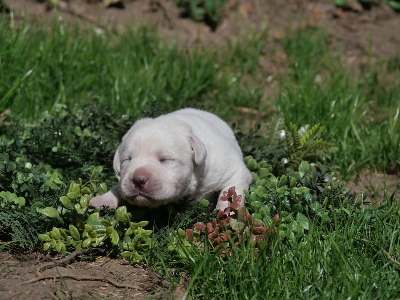 Labrador Retriever vom Waldgarten Frau Weiß