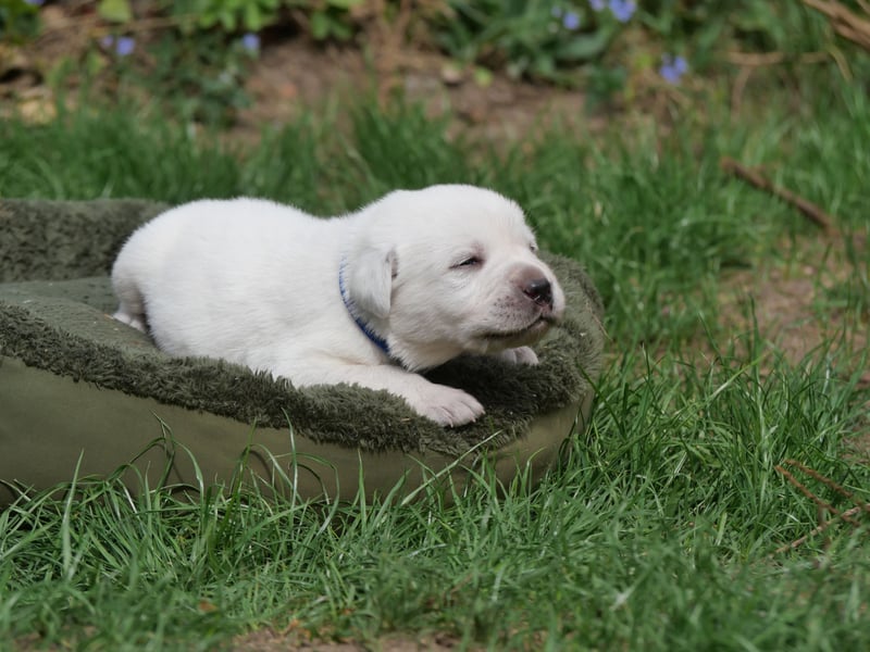 Labrador Retriever vom Waldgarten Herr Dunkelblau