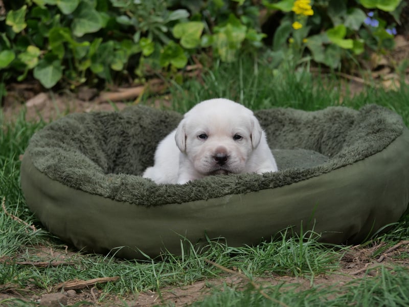 Labrador Retriever vom Waldgarten Frau Weiß