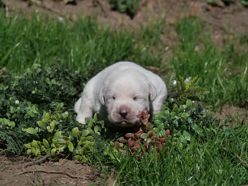 Labrador Retriever vom Waldgarten Frau Weiß