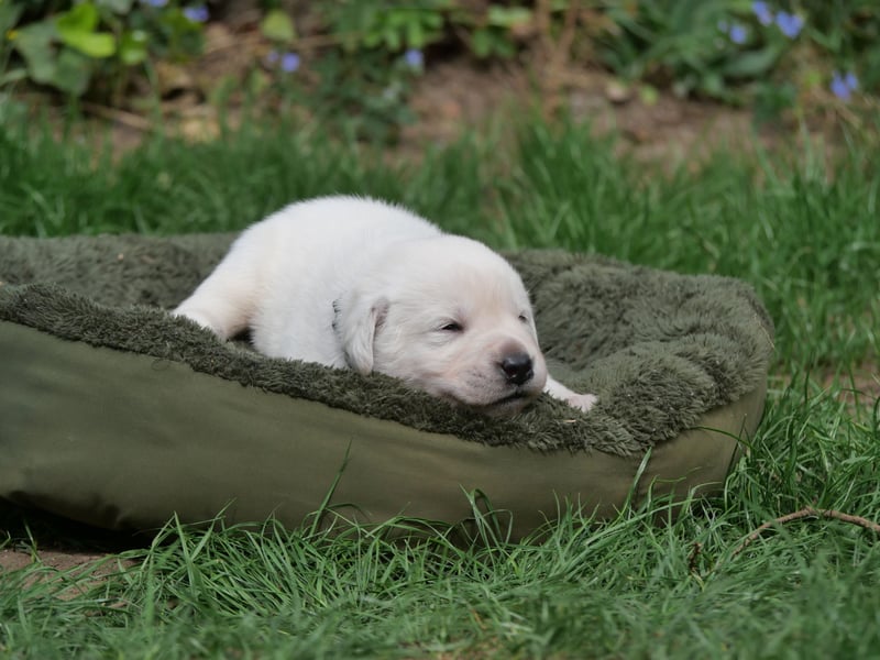 Labrador Retriever vom Waldgarten Herr Armeegrün
