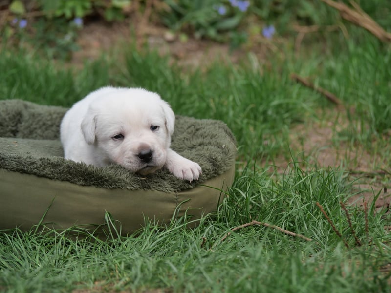 Labrador Retriever vom Waldgarten Herr Grau