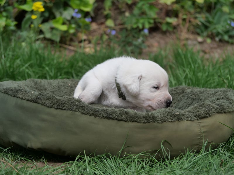 Labrador Retriever vom Waldgarten Herr Armeegrün