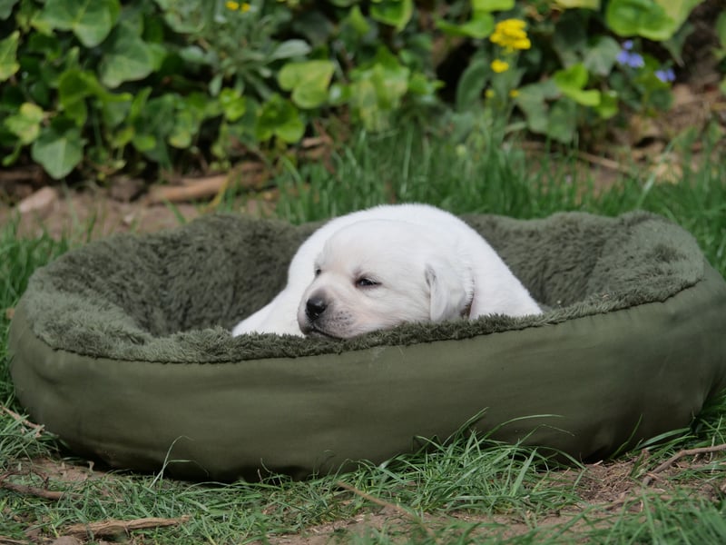 Labrador Retriever vom Waldgarten Frau Braun