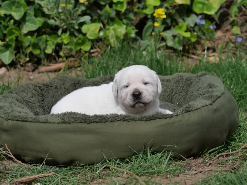 Labrador Retriever vom Waldgarten Frau Dunkelblau
