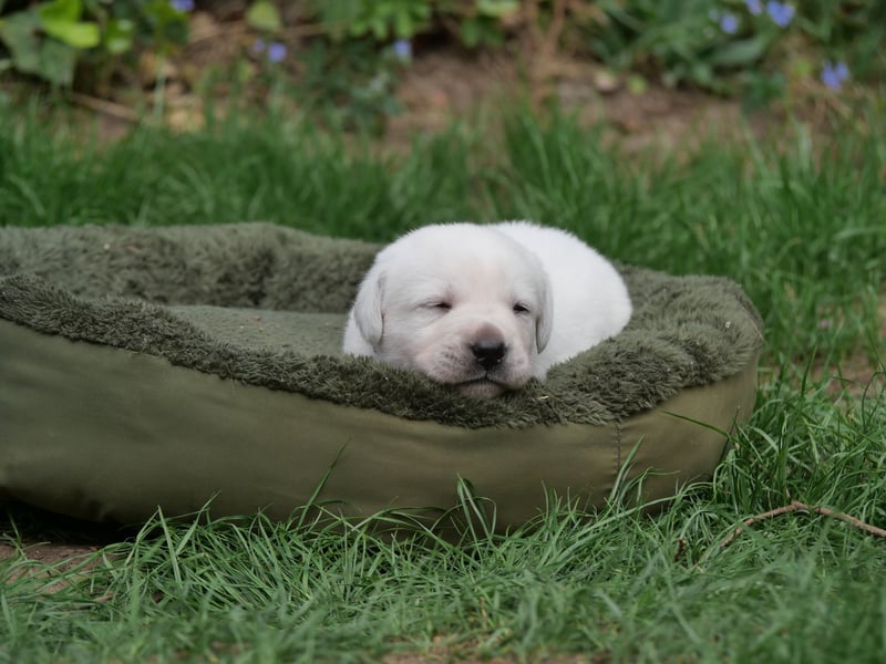 Labrador Retriever vom Waldgarten Herr Grau
