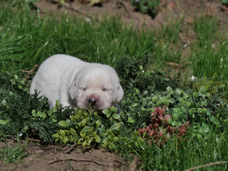 Labrador Retriever vom Waldgarten Frau Orange