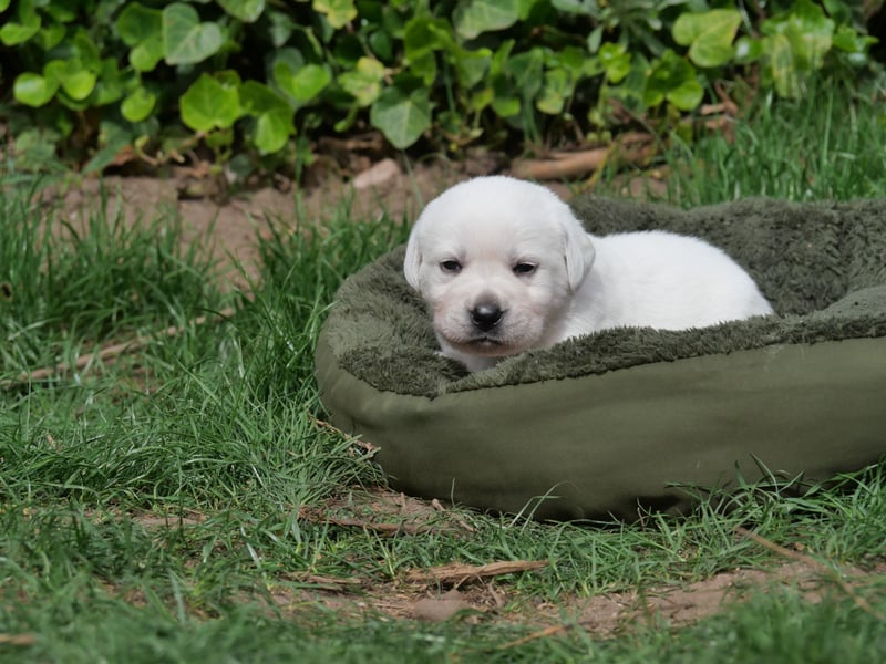 Labrador Retriever vom Waldgarten Frau Braun