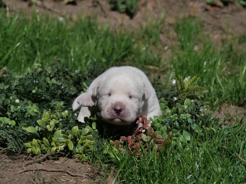 Labrador Retriever vom Waldgarten Frau Weiß