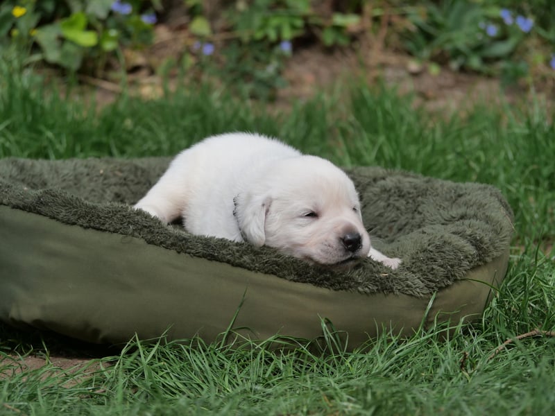 Labrador Retriever vom Waldgarten Herr Armeegrün