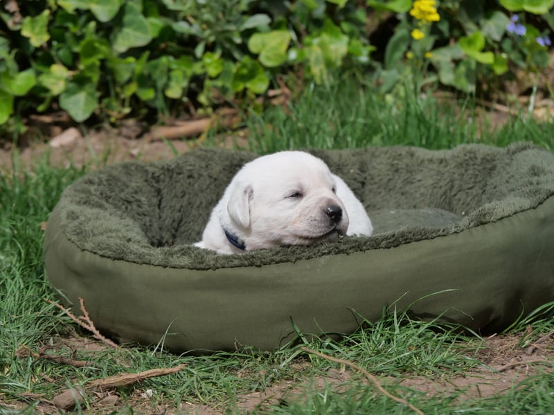 Labrador Retriever vom Waldgarten Frau Dunkelblau