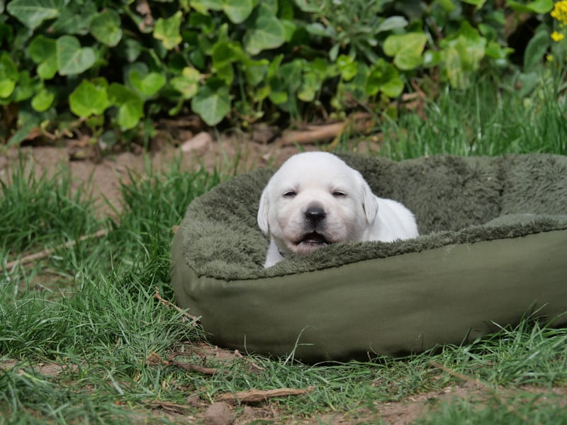 Labrador Retriever vom Waldgarten Frau Braun