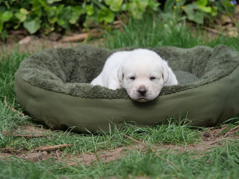 Labrador Retriever vom Waldgarten Frau Weiß