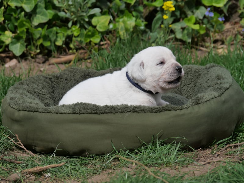 Labrador Retriever vom Waldgarten Frau Dunkelblau