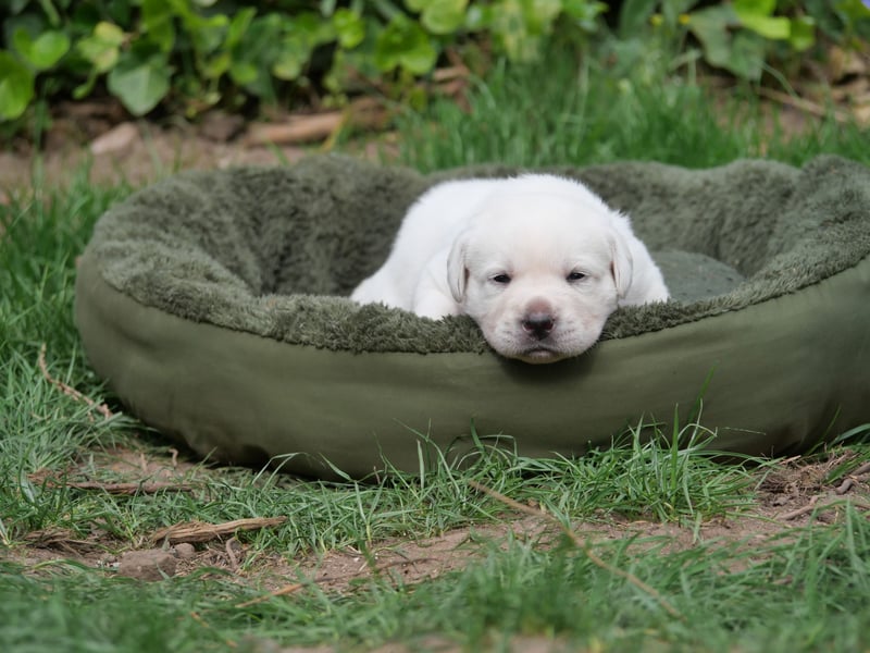 Labrador Retriever vom Waldgarten Frau Weiß
