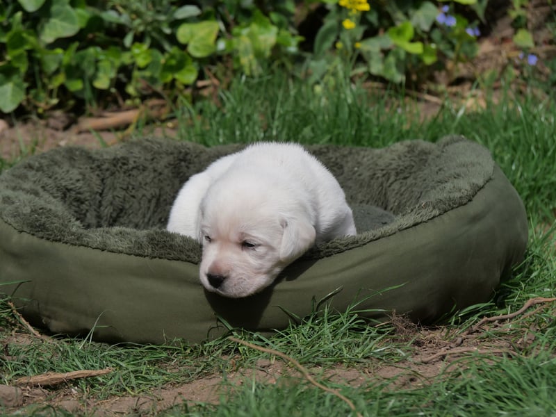 Labrador Retriever vom Waldgarten Frau Orange