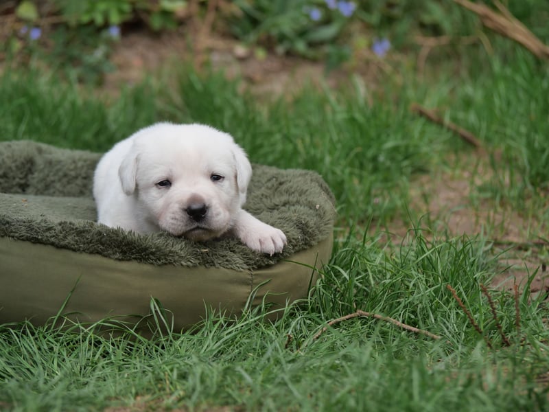 Labrador Retriever vom Waldgarten Herr Grau