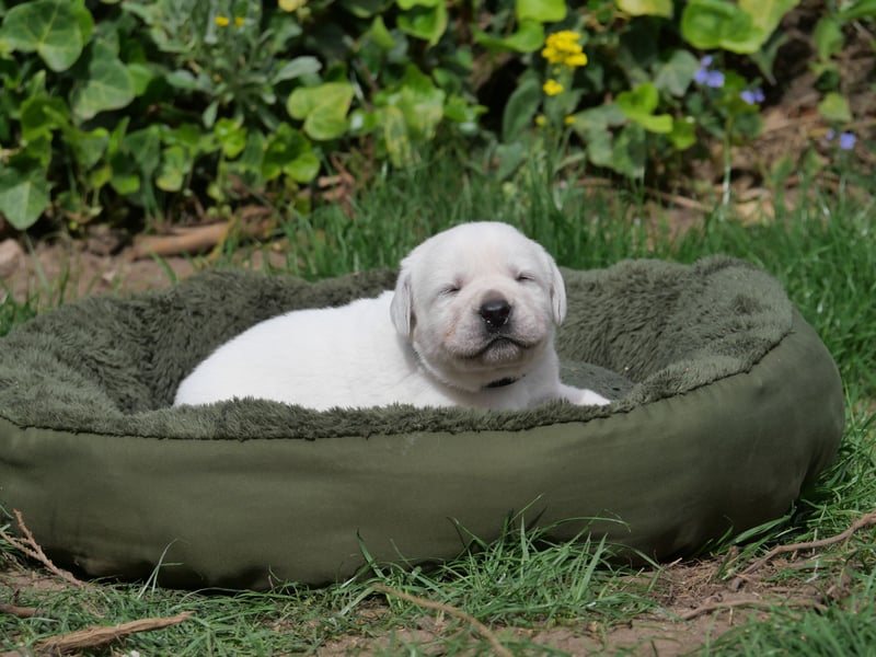 Labrador Retriever vom Waldgarten Frau Dunkelblau