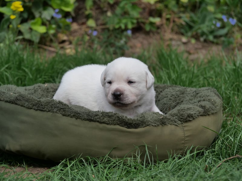 Labrador Retriever vom Waldgarten Herr Dunkelrot