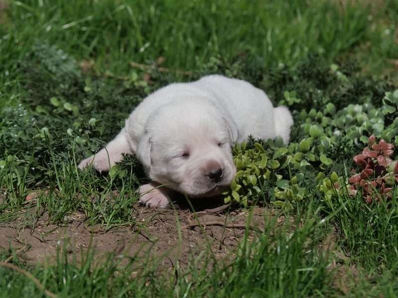Labrador Retriever vom Waldgarten Herr Grau
